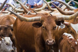 4th- Cow Girls by Michael Shealy