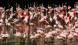 Flamingoes