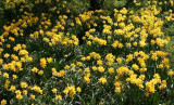 daffs