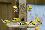Goldfinch Return*