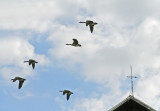 Flying By