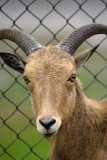 Fenced