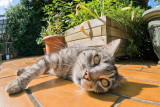 Lazy Sunday Afternoon