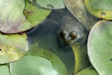 Ribbitt*