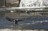 9th Place - Baby Eagle - by Troy