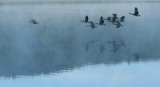 Foggy Flight