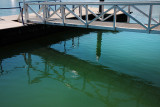 Pontoon