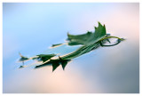 9th Place - Soft Reflection - by Techo