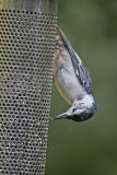 White-Breasted Nuthatch