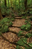 The Way Home