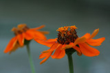 Tenth Place - Orange Zinnias - by Mary Anne