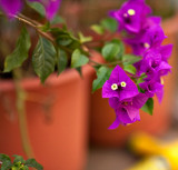 Purple Envy
