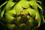 Artichoke