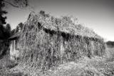 <b>5th</b><br>what happens if you dont prune for a week<br> by theFly