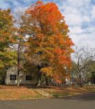 Fall colors  *