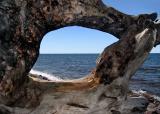 Framed Through Driftwood *