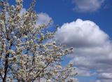 Spring*