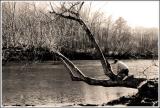 * Found Lees Tree!