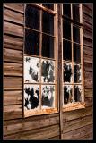 Shed Window