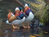 6th<br>Breasts Swollen With Pride *<br>by GeraldH