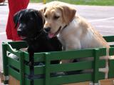 Puppies *