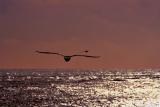 * in-two serenity