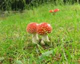 Mushrooms *