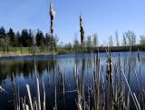 Iowa Farm Pond *