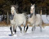Trotting  *