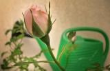In Bloom*