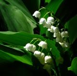 Lilies-of-the-Valley *