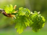New leaves*