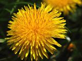 dandelion *