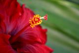 Big Flower *