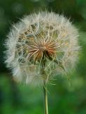 Blowing in the Wind