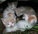 Little kittens
