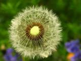 Dandelion halo*