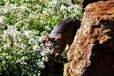 Cat, Lemybrien Farm