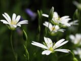 Daisies ?  *