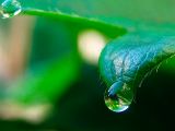  Drop*