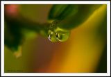 Eyes of Mother Nature