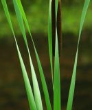 Cattail and Leaves