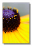 <b>5th</b><br>ON<br> by Matt*