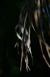 Palm Leaf 2 *