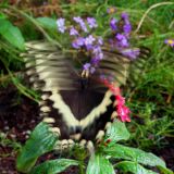 Palamedes In Motion