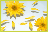 6th (tie) -  Daisies  - by Lydia too