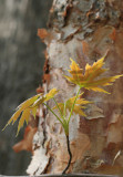 Maple tree