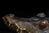 Croc