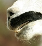 Dolly, the Llama*