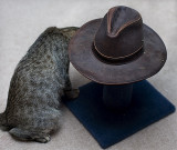 Cat n Hat